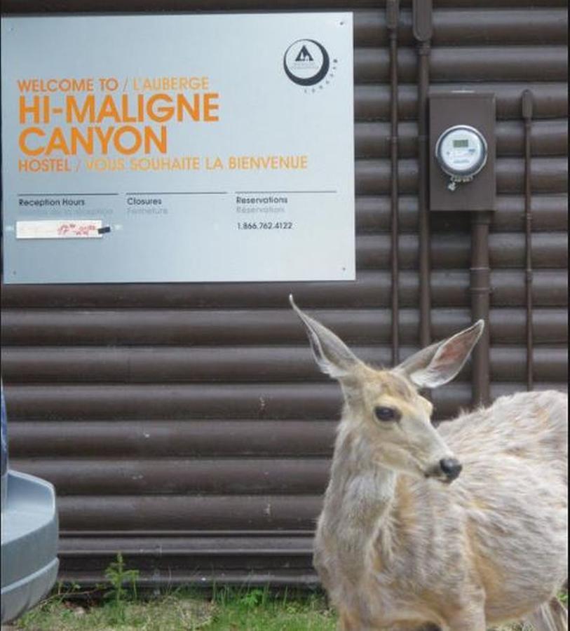 Hi Maligne Canyon - Hostel Jasper Eksteriør billede